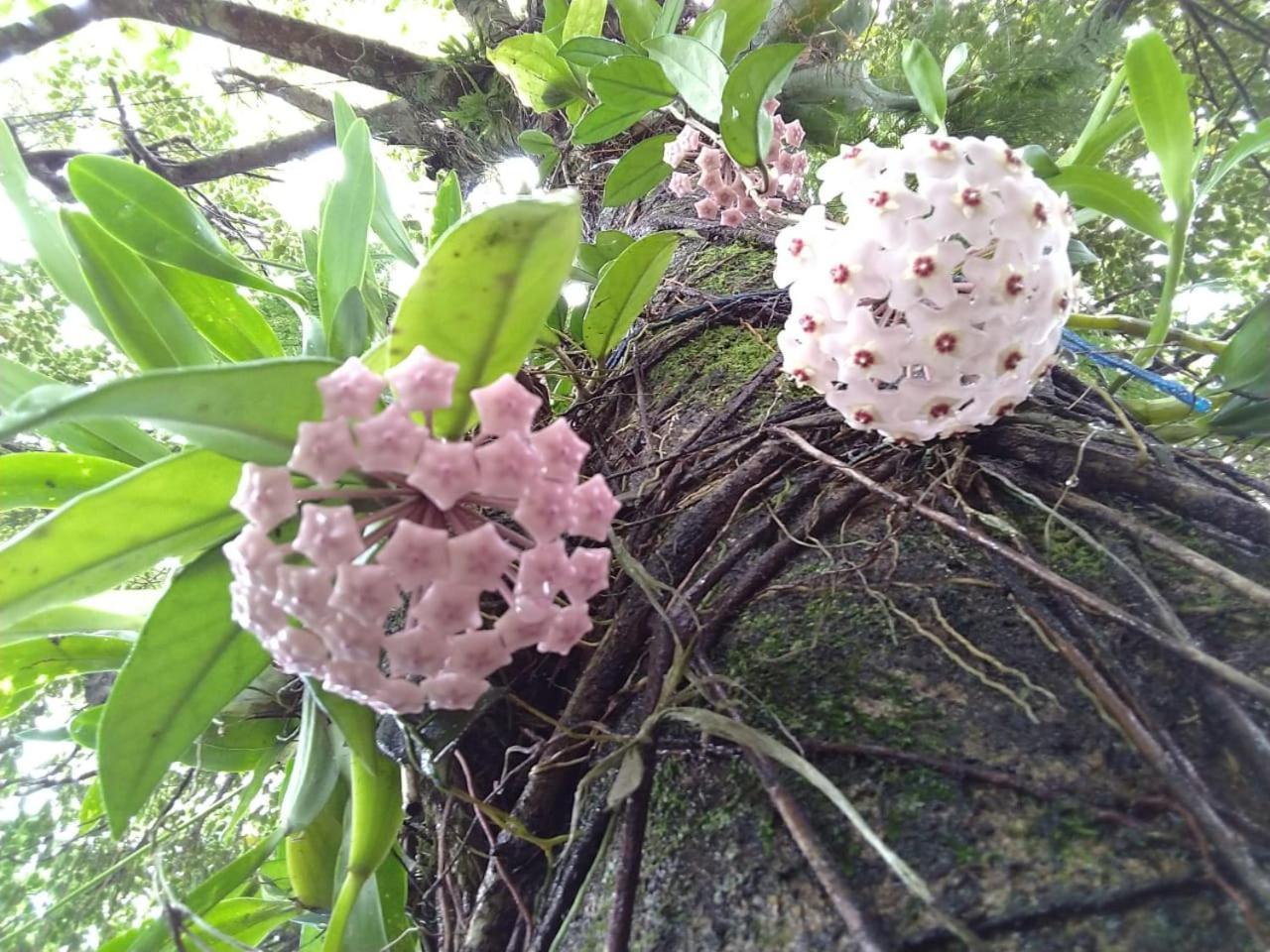 Estacao Paraiso Chale Bertioga Luaran gambar